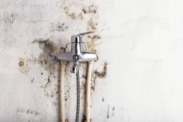 Best Same-Day Mold Removal  in Mountain City, TN