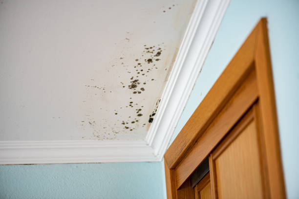 Best Office Mold Removal Services  in Mountain City, TN