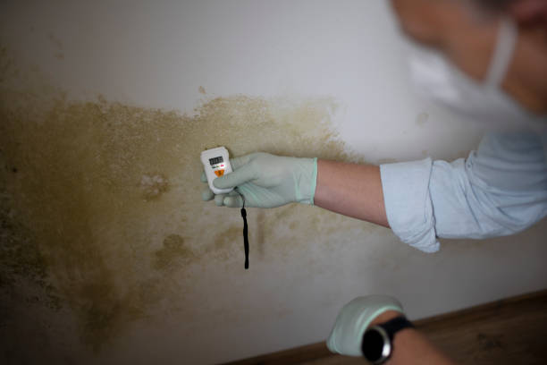 Best Mold Damage Repair  in Mountain City, TN