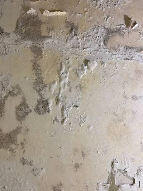 Home Mold Removal in Mountain City, TN