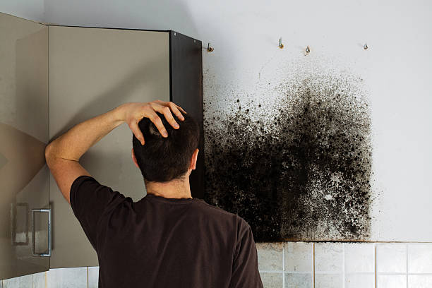 Best Mold Remediation  in Mountain City, TN