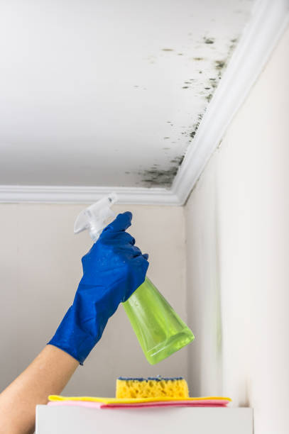 Certified Mold Removal in Mountain City, TN