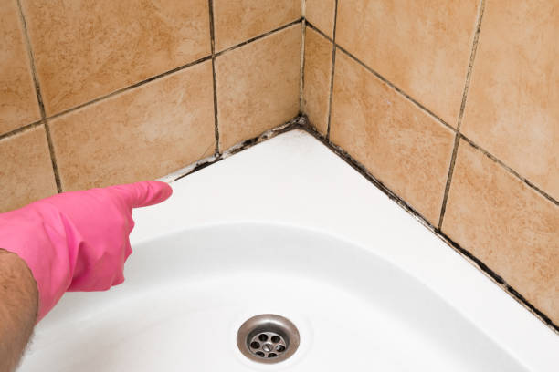 Best Same-Day Mold Removal  in Mountain City, TN