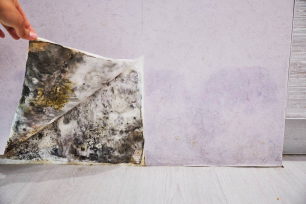 Best Black Mold Removal  in Mountain City, TN